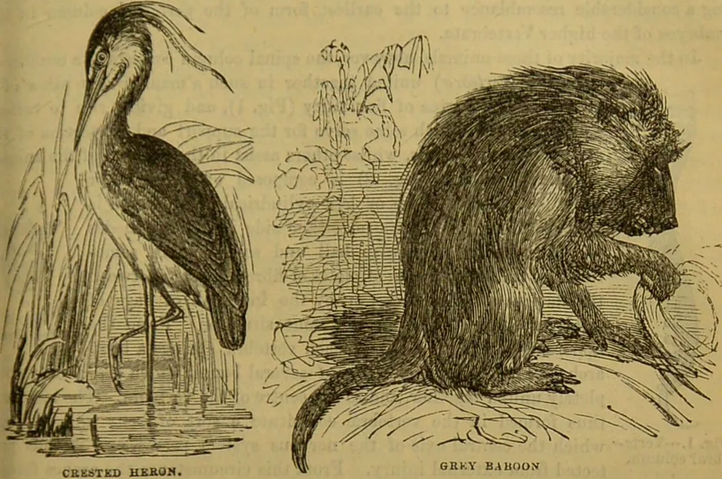 An illustration from A natural history of the animal kingdom : being a systematic and popular description of the habits, structure, and classification of animals, from the lowest to the highest forms. Arranged according to their organisation / by W. S. Dallas., 1860, leaf 281