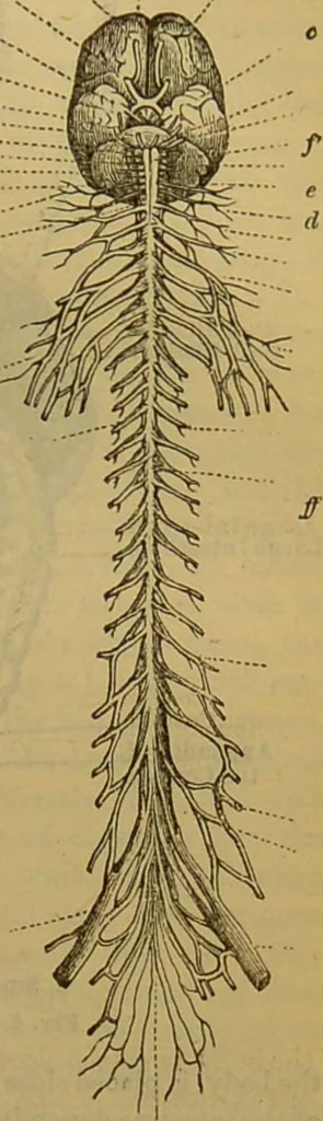An illustration from A natural history of the animal kingdom : being a systematic and popular description of the habits, structure, and classification of animals, from the lowest to the highest forms. Arranged according to their organisation / by W. S. Dallas., 1860, leaf 285