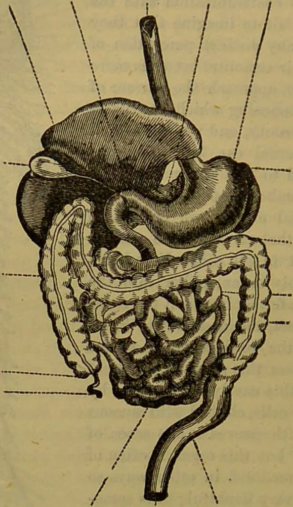 An illustration from A natural history of the animal kingdom : being a systematic and popular description of the habits, structure, and classification of animals, from the lowest to the highest forms. Arranged according to their organisation / by W. S. Dallas., 1860, leaf 286
