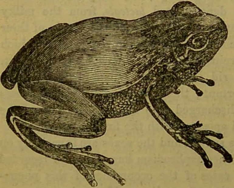 An illustration from A natural history of the animal kingdom : being a systematic and popular description of the habits, structure, and classification of animals, from the lowest to the highest forms. Arranged according to their organisation / by W. S. Dallas., 1860, leaf 288