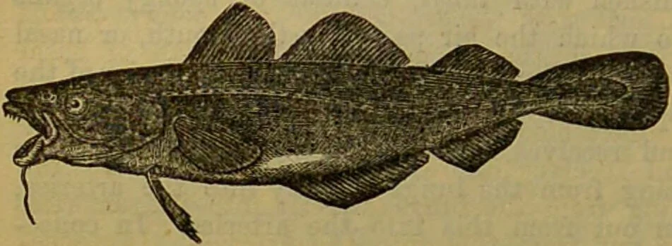 An illustration from A natural history of the animal kingdom : being a systematic and popular description of the habits, structure, and classification of animals, from the lowest to the highest forms. Arranged according to their organisation / by W. S. Dallas., 1860, leaf 288