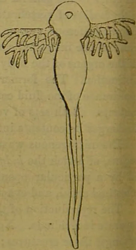 An illustration from A natural history of the animal kingdom : being a systematic and popular description of the habits, structure, and classification of animals, from the lowest to the highest forms. Arranged according to their organisation / by W. S. Dallas., 1860, leaf 288