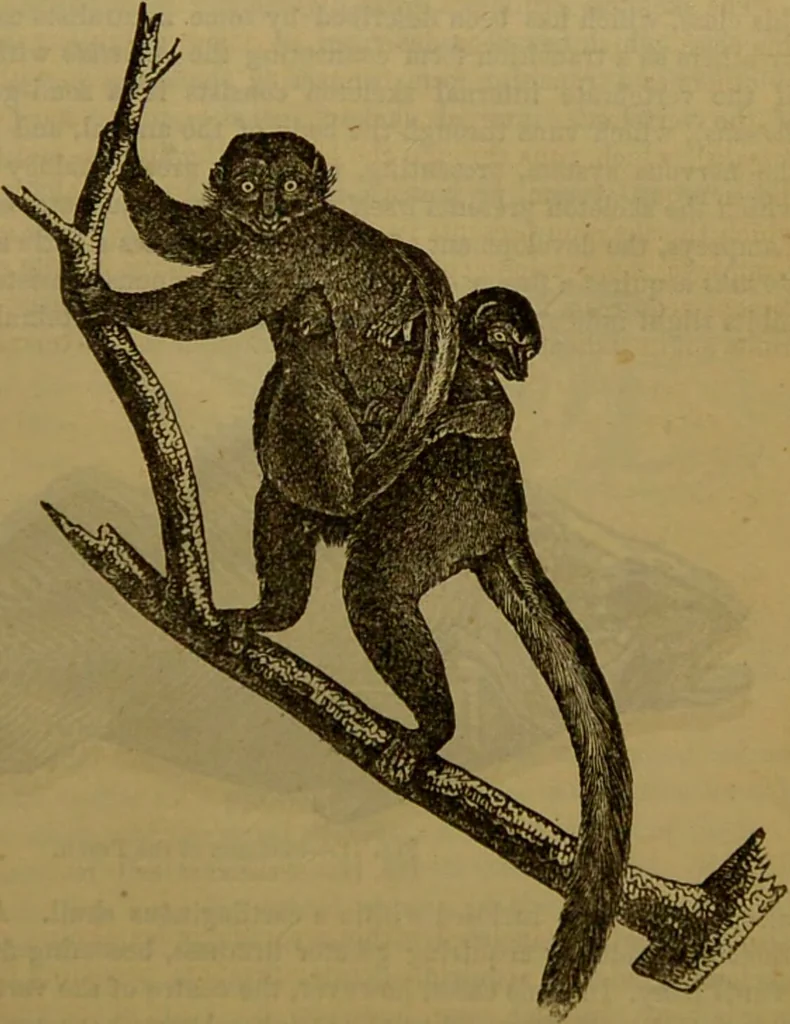 An illustration from A natural history of the animal kingdom : being a systematic and popular description of the habits, structure, and classification of animals, from the lowest to the highest forms. Arranged according to their organisation / by W. S. Dallas., 1860, leaf 289