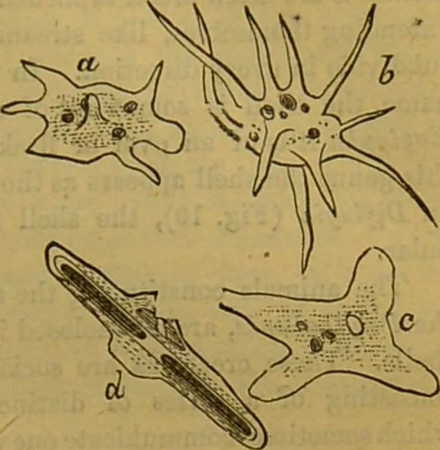 An illustration from A natural history of the animal kingdom : being a systematic and popular description of the habits, structure, and classification of animals, from the lowest to the highest forms. Arranged according to their organisation / by W. S. Dallas., 1860, leaf 29