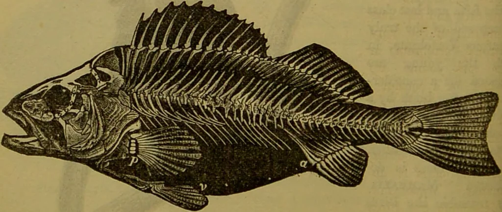 An illustration from A natural history of the animal kingdom : being a systematic and popular description of the habits, structure, and classification of animals, from the lowest to the highest forms. Arranged according to their organisation / by W. S. Dallas., 1860, leaf 290