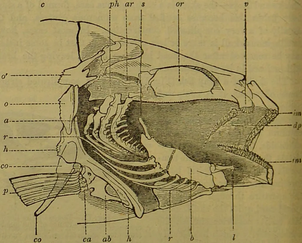 An illustration from A natural history of the animal kingdom : being a systematic and popular description of the habits, structure, and classification of animals, from the lowest to the highest forms. Arranged according to their organisation / by W. S. Dallas., 1860, leaf 292