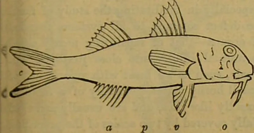 An illustration from A natural history of the animal kingdom : being a systematic and popular description of the habits, structure, and classification of animals, from the lowest to the highest forms. Arranged according to their organisation / by W. S. Dallas., 1860, leaf 293
