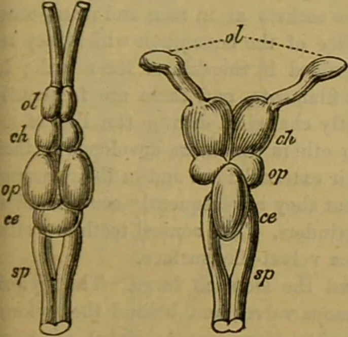 An illustration from A natural history of the animal kingdom : being a systematic and popular description of the habits, structure, and classification of animals, from the lowest to the highest forms. Arranged according to their organisation / by W. S. Dallas., 1860, leaf 295