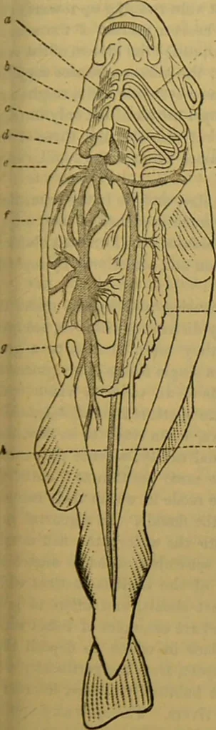 An illustration from A natural history of the animal kingdom : being a systematic and popular description of the habits, structure, and classification of animals, from the lowest to the highest forms. Arranged according to their organisation / by W. S. Dallas., 1860, leaf 297