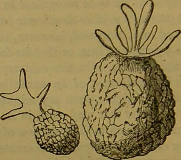 An illustration from A natural history of the animal kingdom : being a systematic and popular description of the habits, structure, and classification of animals, from the lowest to the highest forms. Arranged according to their organisation / by W. S. Dallas., 1860, leaf 30