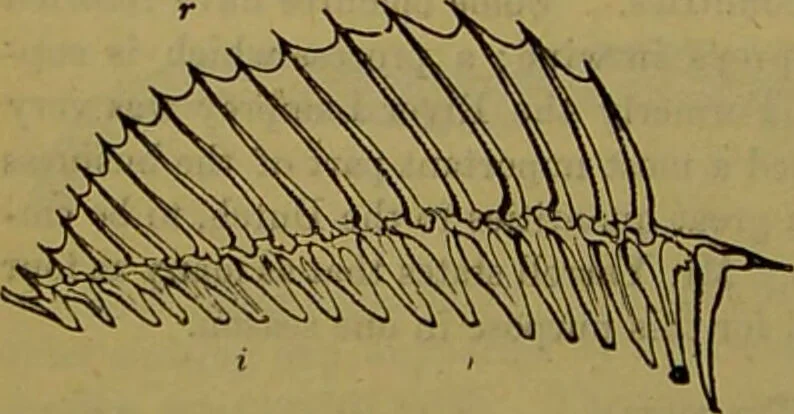 An illustration from A natural history of the animal kingdom : being a systematic and popular description of the habits, structure, and classification of animals, from the lowest to the highest forms. Arranged according to their organisation / by W. S. Dallas., 1860, leaf 302