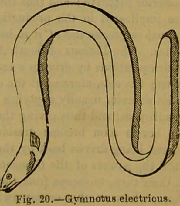 An illustration from A natural history of the animal kingdom : being a systematic and popular description of the habits, structure, and classification of animals, from the lowest to the highest forms. Arranged according to their organisation / by W. S. Dallas., 1860, leaf 303