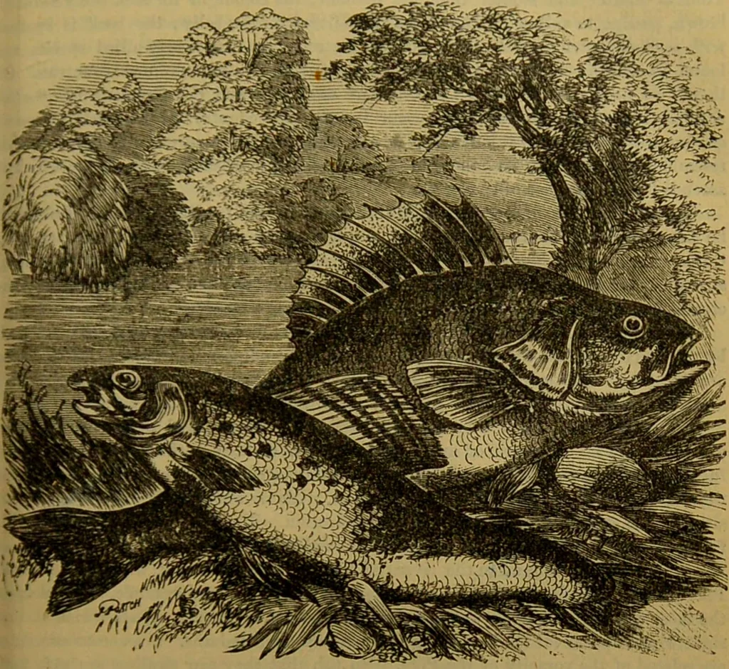 An illustration from A natural history of the animal kingdom : being a systematic and popular description of the habits, structure, and classification of animals, from the lowest to the highest forms. Arranged according to their organisation / by W. S. Dallas., 1860, leaf 309