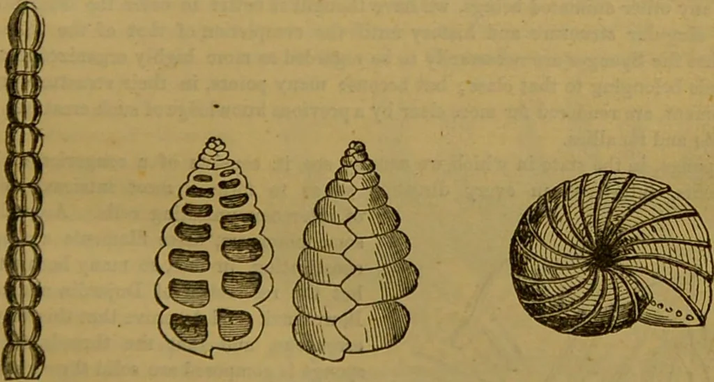 An illustration from A natural history of the animal kingdom : being a systematic and popular description of the habits, structure, and classification of animals, from the lowest to the highest forms. Arranged according to their organisation / by W. S. Dallas., 1860, leaf 31