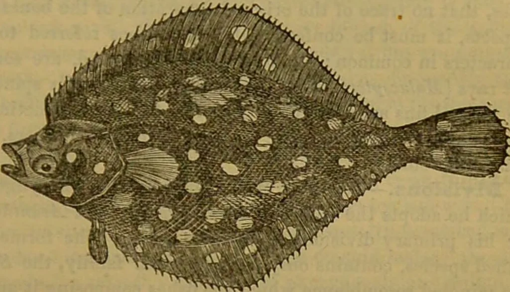 An illustration from A natural history of the animal kingdom : being a systematic and popular description of the habits, structure, and classification of animals, from the lowest to the highest forms. Arranged according to their organisation / by W. S. Dallas., 1860, leaf 315