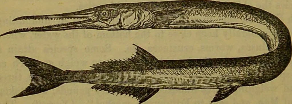 An illustration from A natural history of the animal kingdom : being a systematic and popular description of the habits, structure, and classification of animals, from the lowest to the highest forms. Arranged according to their organisation / by W. S. Dallas., 1860, leaf 316