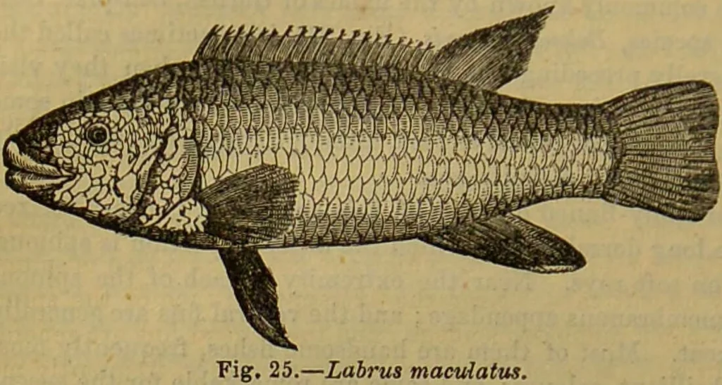 An illustration from A natural history of the animal kingdom : being a systematic and popular description of the habits, structure, and classification of animals, from the lowest to the highest forms. Arranged according to their organisation / by W. S. Dallas., 1860, leaf 318