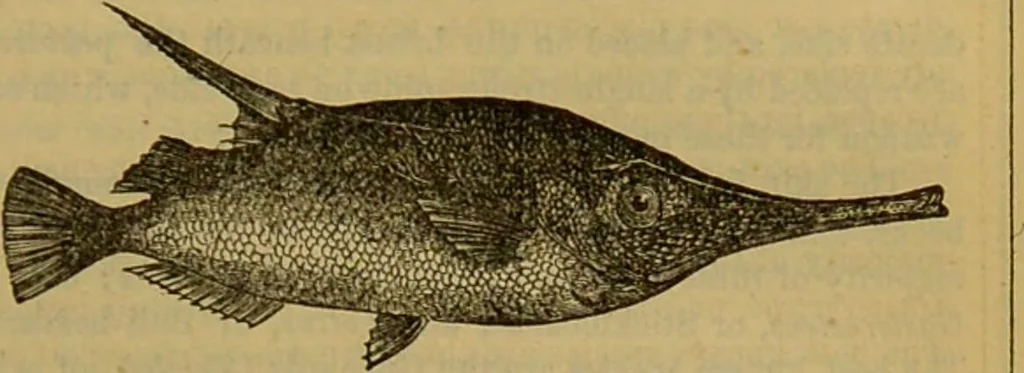An illustration from A natural history of the animal kingdom : being a systematic and popular description of the habits, structure, and classification of animals, from the lowest to the highest forms. Arranged according to their organisation / by W. S. Dallas., 1860, leaf 319