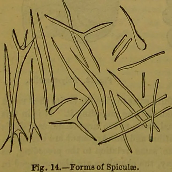An illustration from A natural history of the animal kingdom : being a systematic and popular description of the habits, structure, and classification of animals, from the lowest to the highest forms. Arranged according to their organisation / by W. S. Dallas., 1860, leaf 32