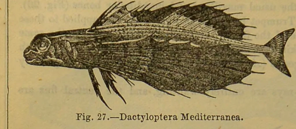 An illustration from A natural history of the animal kingdom : being a systematic and popular description of the habits, structure, and classification of animals, from the lowest to the highest forms. Arranged according to their organisation / by W. S. Dallas., 1860, leaf 320