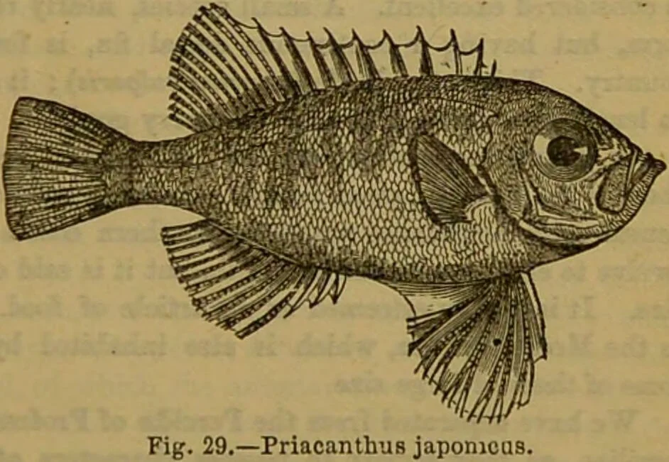 An illustration from A natural history of the animal kingdom : being a systematic and popular description of the habits, structure, and classification of animals, from the lowest to the highest forms. Arranged according to their organisation / by W. S. Dallas., 1860, leaf 321