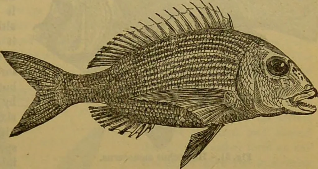An illustration from A natural history of the animal kingdom : being a systematic and popular description of the habits, structure, and classification of animals, from the lowest to the highest forms. Arranged according to their organisation / by W. S. Dallas., 1860, leaf 325