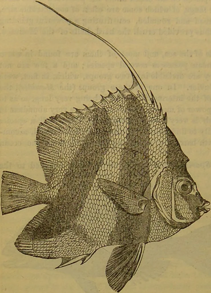 An illustration from A natural history of the animal kingdom : being a systematic and popular description of the habits, structure, and classification of animals, from the lowest to the highest forms. Arranged according to their organisation / by W. S. Dallas., 1860, leaf 326