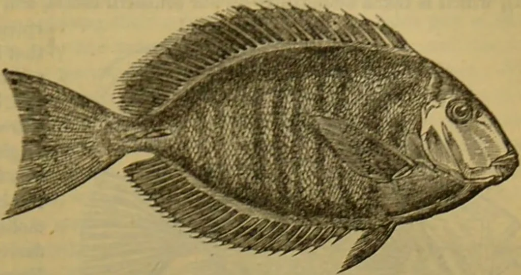 An illustration from A natural history of the animal kingdom : being a systematic and popular description of the habits, structure, and classification of animals, from the lowest to the highest forms. Arranged according to their organisation / by W. S. Dallas., 1860, leaf 327