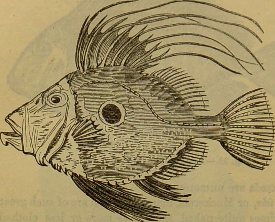 An illustration from A natural history of the animal kingdom : being a systematic and popular description of the habits, structure, and classification of animals, from the lowest to the highest forms. Arranged according to their organisation / by W. S. Dallas., 1860, leaf 328