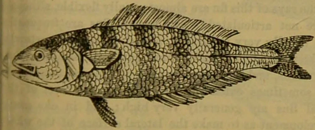 An illustration from A natural history of the animal kingdom : being a systematic and popular description of the habits, structure, and classification of animals, from the lowest to the highest forms. Arranged according to their organisation / by W. S. Dallas., 1860, leaf 329