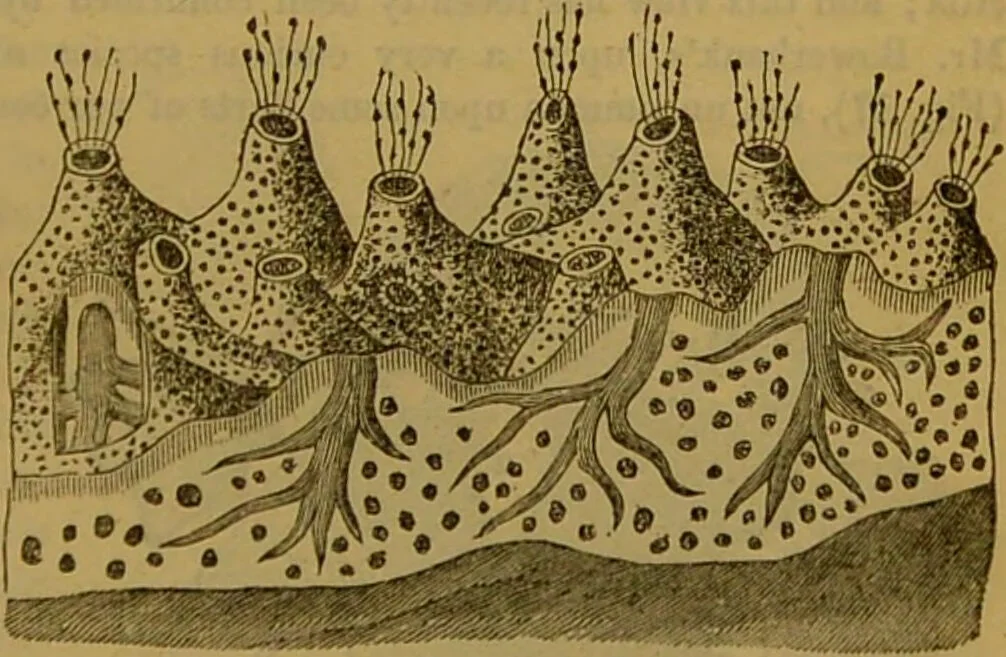 An illustration from A natural history of the animal kingdom : being a systematic and popular description of the habits, structure, and classification of animals, from the lowest to the highest forms. Arranged according to their organisation / by W. S. Dallas., 1860, leaf 33