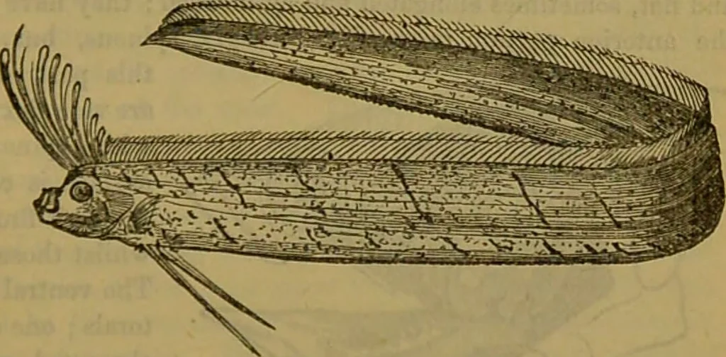 An illustration from A natural history of the animal kingdom : being a systematic and popular description of the habits, structure, and classification of animals, from the lowest to the highest forms. Arranged according to their organisation / by W. S. Dallas., 1860, leaf 331