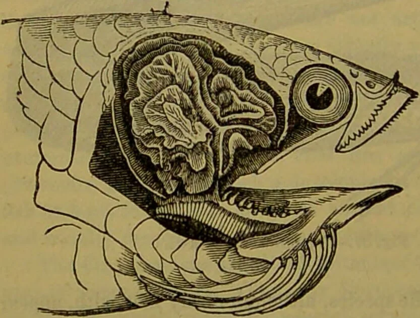 An illustration from A natural history of the animal kingdom : being a systematic and popular description of the habits, structure, and classification of animals, from the lowest to the highest forms. Arranged according to their organisation / by W. S. Dallas., 1860, leaf 332