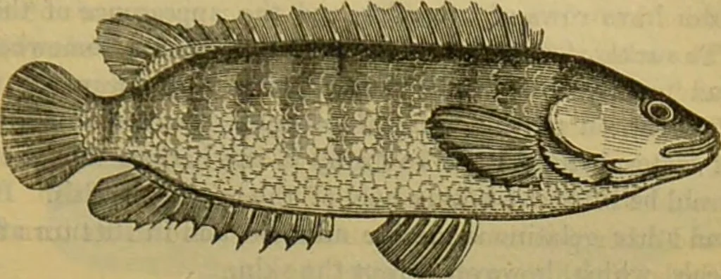 An illustration from A natural history of the animal kingdom : being a systematic and popular description of the habits, structure, and classification of animals, from the lowest to the highest forms. Arranged according to their organisation / by W. S. Dallas., 1860, leaf 333