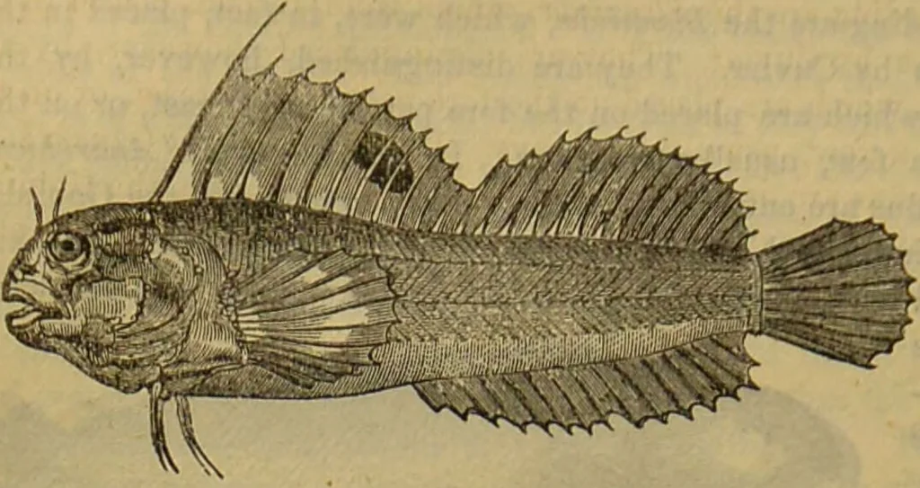 An illustration from A natural history of the animal kingdom : being a systematic and popular description of the habits, structure, and classification of animals, from the lowest to the highest forms. Arranged according to their organisation / by W. S. Dallas., 1860, leaf 336