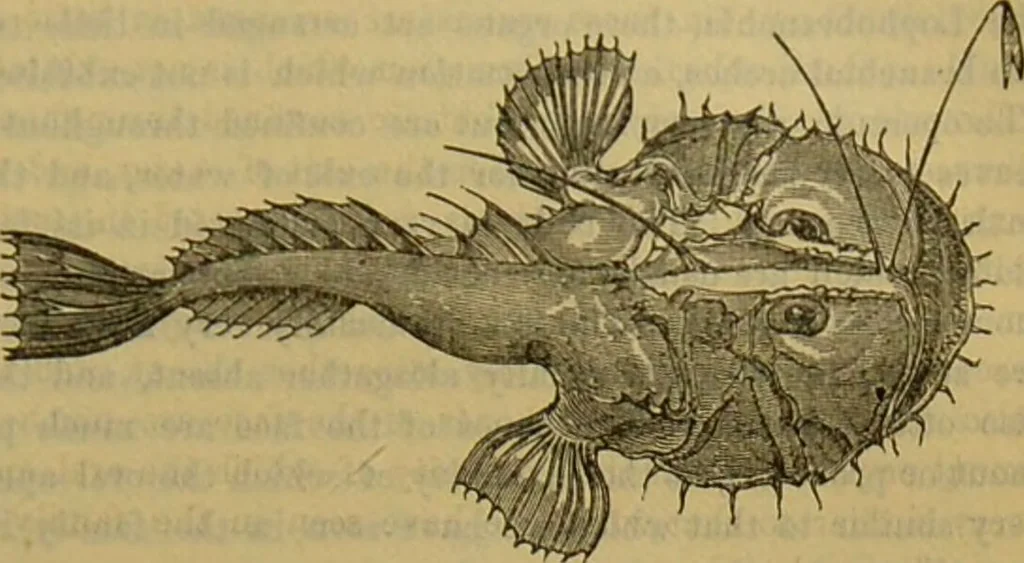 An illustration from A natural history of the animal kingdom : being a systematic and popular description of the habits, structure, and classification of animals, from the lowest to the highest forms. Arranged according to their organisation / by W. S. Dallas., 1860, leaf 337