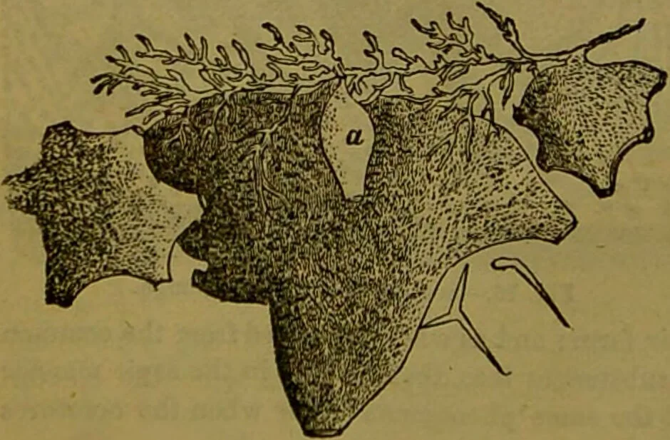 An illustration from A natural history of the animal kingdom : being a systematic and popular description of the habits, structure, and classification of animals, from the lowest to the highest forms. Arranged according to their organisation / by W. S. Dallas., 1860, leaf 34