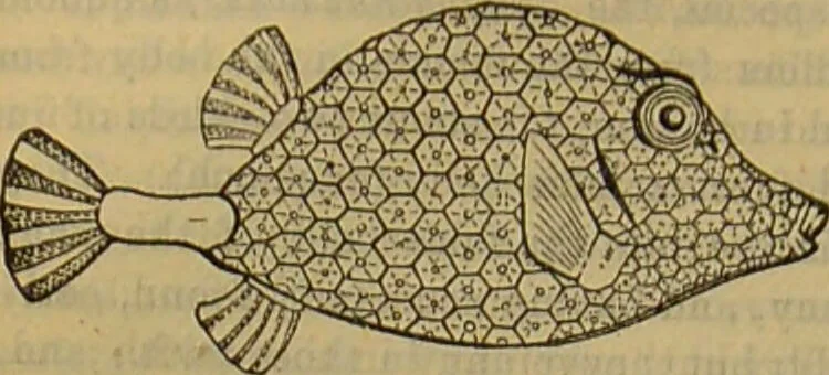 An illustration from A natural history of the animal kingdom : being a systematic and popular description of the habits, structure, and classification of animals, from the lowest to the highest forms. Arranged according to their organisation / by W. S. Dallas., 1860, leaf 340