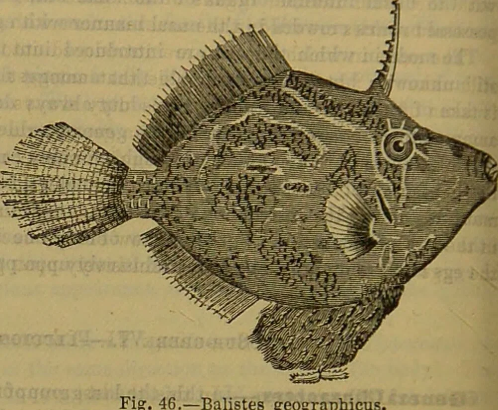 An illustration from A natural history of the animal kingdom : being a systematic and popular description of the habits, structure, and classification of animals, from the lowest to the highest forms. Arranged according to their organisation / by W. S. Dallas., 1860, leaf 340