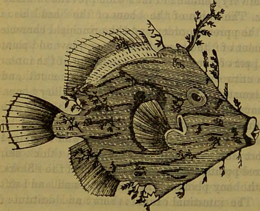 An illustration from A natural history of the animal kingdom : being a systematic and popular description of the habits, structure, and classification of animals, from the lowest to the highest forms. Arranged according to their organisation / by W. S. Dallas., 1860, leaf 340