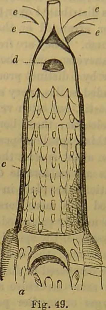 An illustration from A natural history of the animal kingdom : being a systematic and popular description of the habits, structure, and classification of animals, from the lowest to the highest forms. Arranged according to their organisation / by W. S. Dallas., 1860, leaf 344