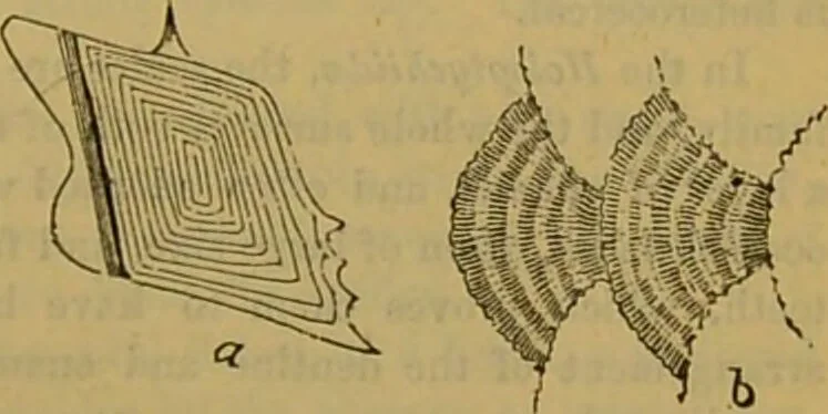 An illustration from A natural history of the animal kingdom : being a systematic and popular description of the habits, structure, and classification of animals, from the lowest to the highest forms. Arranged according to their organisation / by W. S. Dallas., 1860, leaf 345