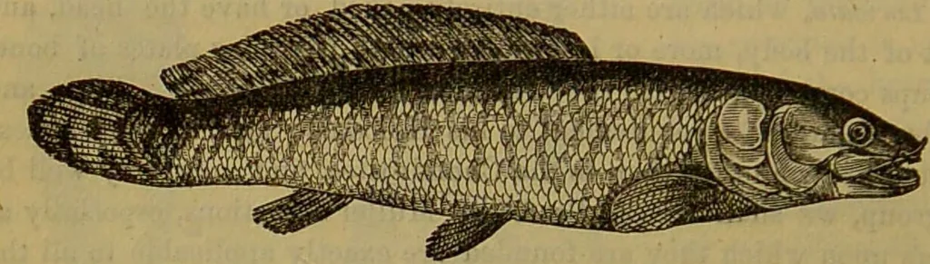 An illustration from A natural history of the animal kingdom : being a systematic and popular description of the habits, structure, and classification of animals, from the lowest to the highest forms. Arranged according to their organisation / by W. S. Dallas., 1860, leaf 346