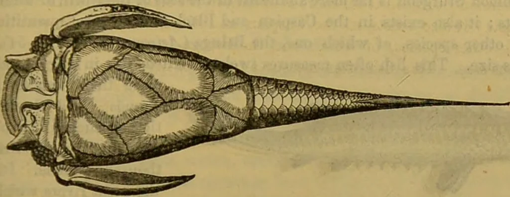 An illustration from A natural history of the animal kingdom : being a systematic and popular description of the habits, structure, and classification of animals, from the lowest to the highest forms. Arranged according to their organisation / by W. S. Dallas., 1860, leaf 349