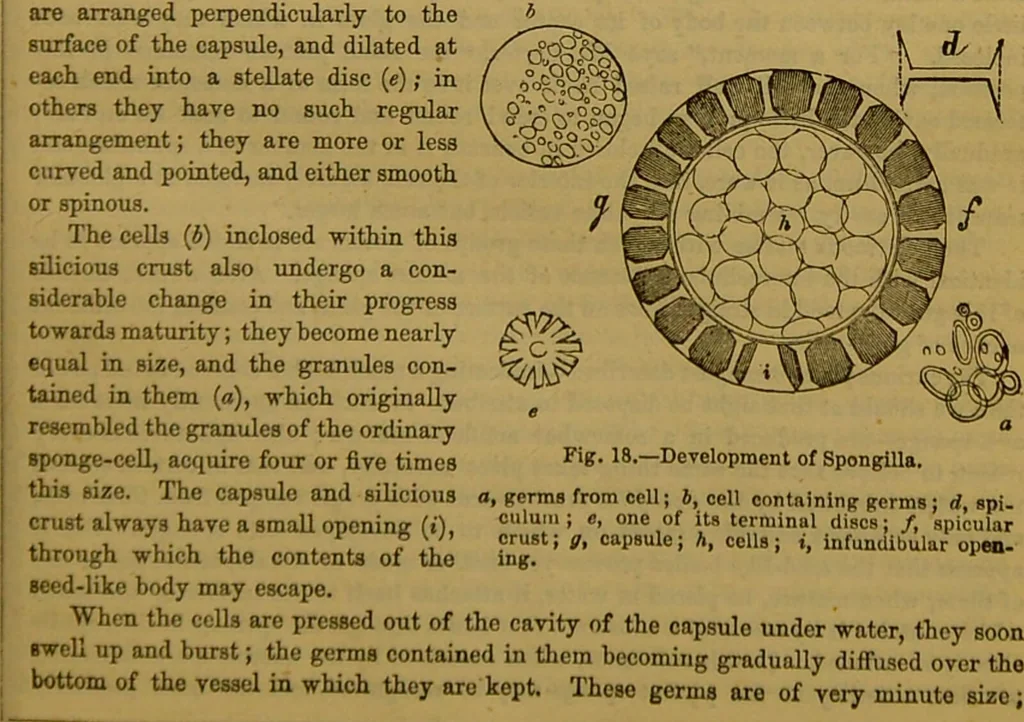An illustration from A natural history of the animal kingdom : being a systematic and popular description of the habits, structure, and classification of animals, from the lowest to the highest forms. Arranged according to their organisation / by W. S. Dallas., 1860, leaf 35