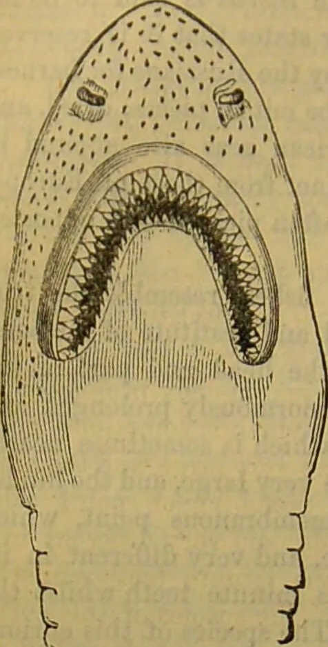 An illustration from A natural history of the animal kingdom : being a systematic and popular description of the habits, structure, and classification of animals, from the lowest to the highest forms. Arranged according to their organisation / by W. S. Dallas., 1860, leaf 352