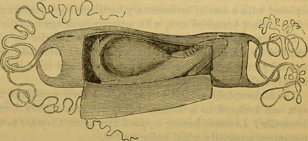 An illustration from A natural history of the animal kingdom : being a systematic and popular description of the habits, structure, and classification of animals, from the lowest to the highest forms. Arranged according to their organisation / by W. S. Dallas., 1860, leaf 353