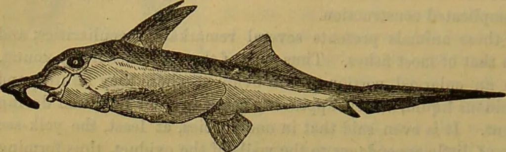 An illustration from A natural history of the animal kingdom : being a systematic and popular description of the habits, structure, and classification of animals, from the lowest to the highest forms. Arranged according to their organisation / by W. S. Dallas., 1860, leaf 354