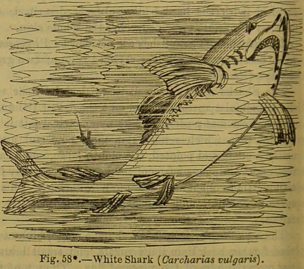 An illustration from A natural history of the animal kingdom : being a systematic and popular description of the habits, structure, and classification of animals, from the lowest to the highest forms. Arranged according to their organisation / by W. S. Dallas., 1860, leaf 356