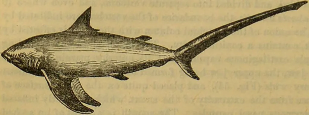 An illustration from A natural history of the animal kingdom : being a systematic and popular description of the habits, structure, and classification of animals, from the lowest to the highest forms. Arranged according to their organisation / by W. S. Dallas., 1860, leaf 356